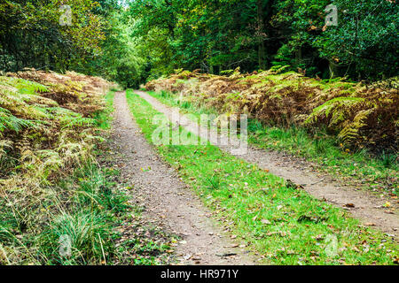 Chemin des bois dans la forêt de Dean dans le Gloucestershire. Banque D'Images