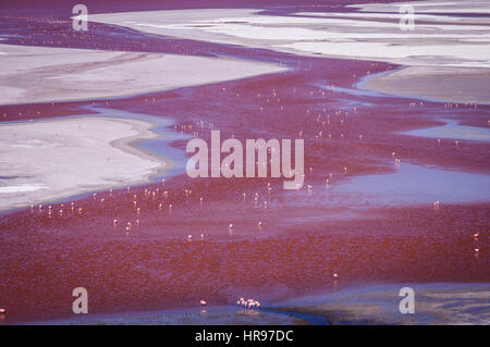 Vue aérienne sur les eaux de rose avec Flamands roses à la Laguna Colorada, Altiplano, Bolivie Banque D'Images