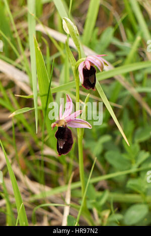 Ophrys bertolonii Banque D'Images