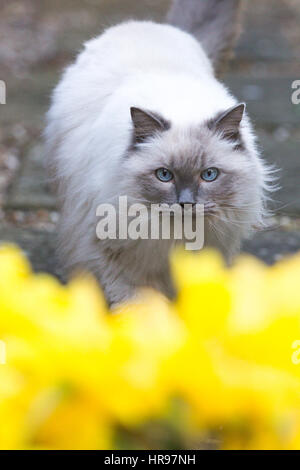 Un chat de ses pairs par jonquilles printemps dans le jardin. Banque D'Images