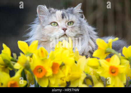 Un chat de ses pairs par jonquilles printemps dans le jardin. Banque D'Images