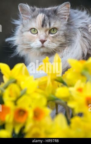 Un chat de ses pairs par jonquilles printemps dans le jardin. Banque D'Images