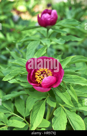 Paeonia fonctionnaires close up Banque D'Images