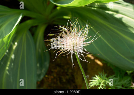 Pulsatilla alpina Banque D'Images