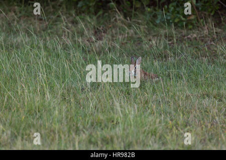 Lapin (Sylvilagus floridanus) dans l'alimentation en herbe Assateague Island National Seashore, MD, USA Banque D'Images