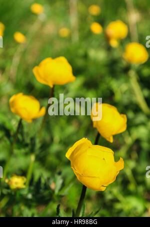 En fleurs fleurs beautyful globe sur une prairie au printemps Banque D'Images