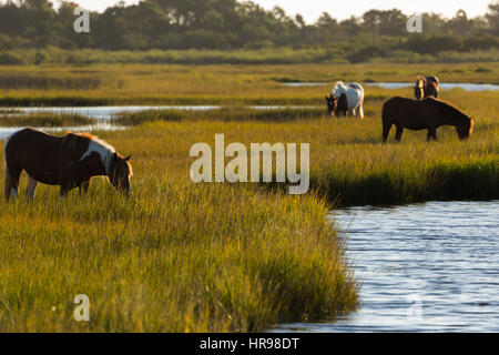 Plusieurs Assateague Pony (Equus caballus) dans l'alimentation Assateague Island National Seashore, MD, USA Banque D'Images