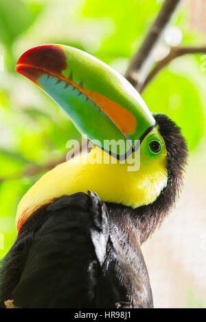 Toucan à carène Portrait head shot closeup Banque D'Images