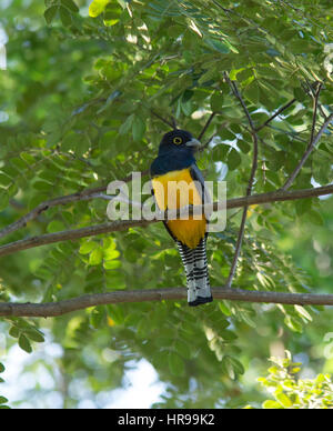 Trogon Gartered homme perché sur une branche Banque D'Images