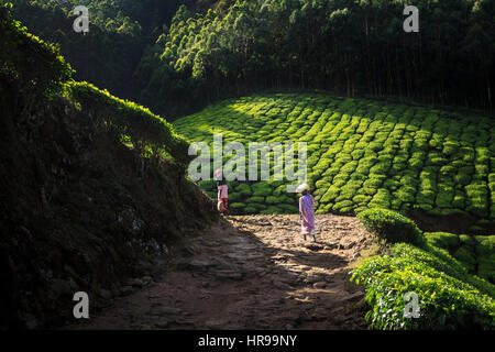 Thé travail marche à travers l'estate road. Vue d'Kolukkumalai Matin de thé, Idukki, Kerala. Banque D'Images