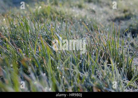 Le gel et les gouttes de rosée sur l'herbe haute, Close up. Banque D'Images