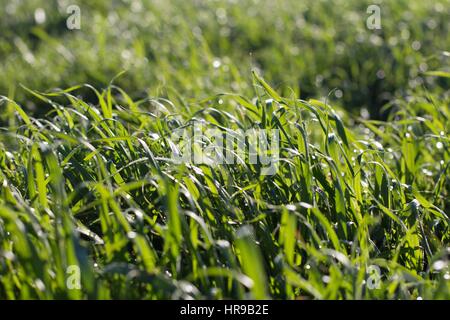 Un gros plan d'herbe verte longue soufflant dans une légère brise. Banque D'Images