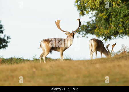 Le daim (Dama dama) deux dollars, se tenait sur la colline, bradgate park, Leicestershire, Angleterre, octobre Banque D'Images