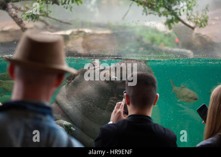 Les visiteurs regarder aussi l'Hippopotame (Hippopotamus amphibius) Natation au zoo de Beauval à Saint-Aignan sur Cher, Loir-et-Cher, France. Banque D'Images