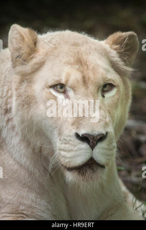 Femme white lion (Panthera leo krugeri). Les lions blancs sont de la couleur de la mutation-Alpes lion (Panthera leo krugeri), aussi connu sous le Kalahari Banque D'Images