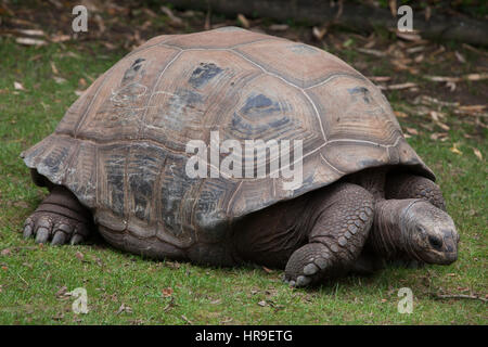 Tortue géante d'Aldabra (Aldabrachelys gigantea). Banque D'Images