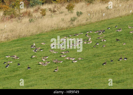 Oies cendrées (Anser anser) troupeau, l'alimentation en pelouse, sur l'emplacement de l'ancienne mine de charbon à ciel ouvert, St Aidans réserve RSPB, West Yorkshire, Angleterre, Nov Banque D'Images