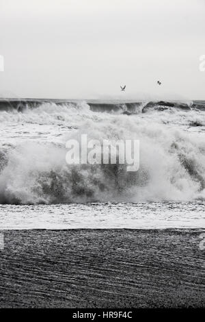 Le fracas des vagues sur la plage de Vik avec birds flying Banque D'Images