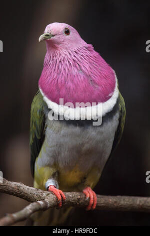 À Tête rose (Ptilinopus porphyreus colombe de fruits), également connu sous le nom de fruits de Temminck pigeon. Banque D'Images