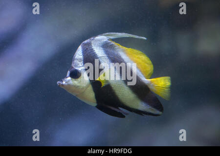 Pennant coralfish (Heniochus acuminatus), également connu sous le nom de corail bannerfish ou cocher. Banque D'Images