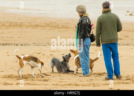 Un couple l'exercice de leur chien sur la plage rencontrer deux autres chats espiègles. Banque D'Images