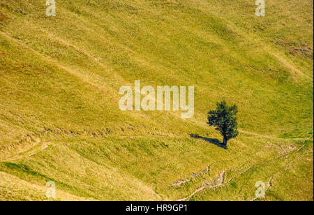 Peu d'arbres sur une colline pré en haute montagne un jour d'été Banque D'Images