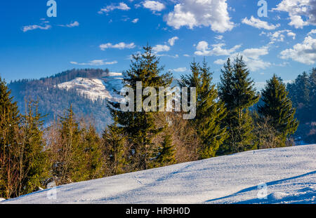 Forêt de sapins sur une prairie pleine de neige en montagne sous ciel nuageux bleu sur un jour d'hiver ensoleillé Banque D'Images