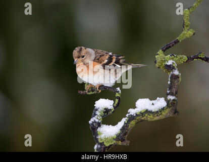 Pinson sur une branche couverte de neige hiver 2017,avec le lichen, Mid Wales/frontières Shropshire Banque D'Images