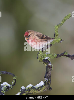 Sizerin flammé (Carduelis flammea) sur une branche couverte de lichen avec neige, hiver 2017, Mid Wales/Frontières Shropshire Banque D'Images