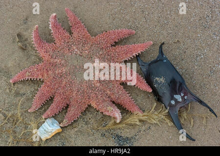 Sun Star commun (Crossaster papposus) et sirènes porte-monnaie au rivage Banque D'Images