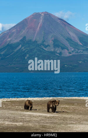 Vue sur le lac et les Kouriles oursons sauvage sur fond de volcan Ilyinsky au Kamtchatka Région de la Russie Banque D'Images