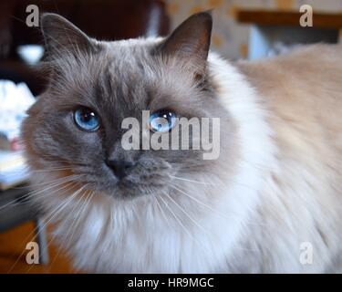 Chat Ragdoll en me regardant Banque D'Images
