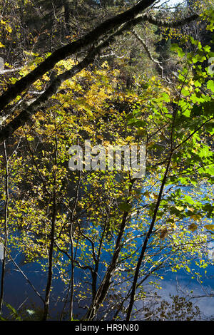 Silver Birch Tree en pleine croissance couleurs d'automne par le rivage de Tarn Hows entre Coniston et Ambleside Lake District Cumbria England Banque D'Images