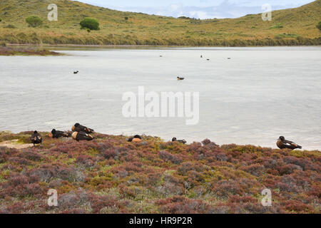 Les dunes côtières, salt lake, flore et faune sauvage shelducks à Rottnest Island sous un ciel couvert dans l'ouest de l'Australie. Banque D'Images