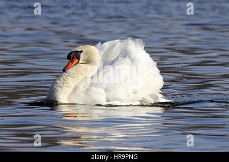 Un livre blanc cygne muet natation sur un lac en hiver Banque D'Images