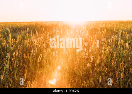L'herbe de prairie en jaune soleil et Bokeh, Boke Arrière-plan. Plus tard l'été ou au début de l'automne. Soleil au coucher du soleil lever de soleil sur l'horizon de champ Prairie Gr Banque D'Images