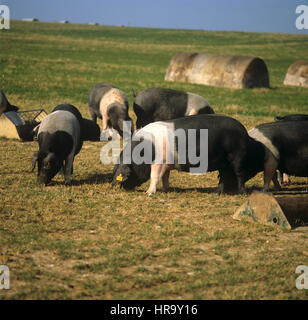 Les porcs saddleback britannique dans l'air extérieur s'exécute avec des arches de porc et les chargeurs.