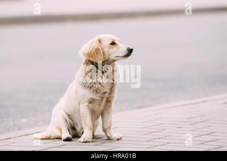 Taille moyenne blanc Mixed Breed Dog sans-abri Piscine Sit On Street Banque D'Images