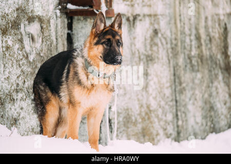 Belle jeune berger allemand marron Chien Loup d'Alsace d'un séjour près de plein air d'hiver au mur Banque D'Images