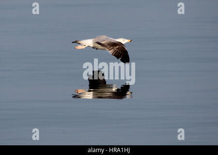 Mouette voler au-dessus de la mer Egée en Grèce Banque D'Images