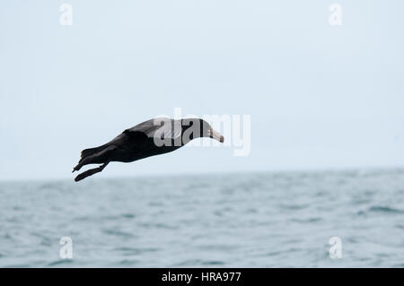 Le pétrel de l'atterrissage sur l'océan Pacifique près de la côte de Kaikoura, à Canterbury en Nouvelle-Zélande. Cette espèce a une envergure de deux mètres Banque D'Images