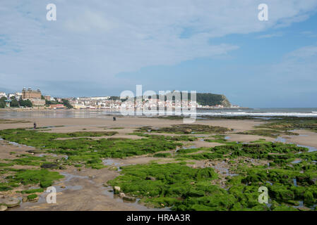 Des roches couvertes d'algues sur la plage de Scarborough, North Yorkshire, Angleterre. Banque D'Images