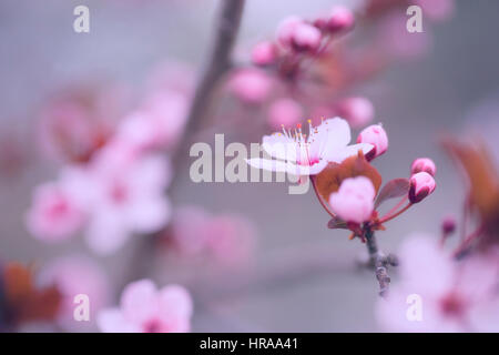 Arbre de fleurs Banque D'Images