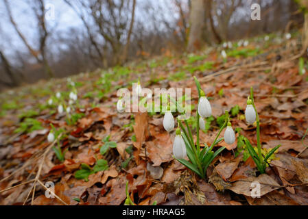 Perce-neige avec des gouttes de rosée dans la forêt Banque D'Images