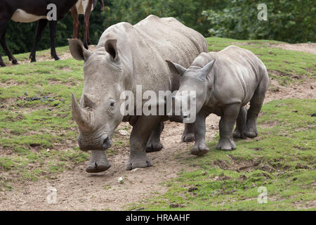 Rhinocéros blanc du sud (Ceratotherium simum simum). Rhino femelle avec son nouveau-né au zoo de Beauval à Saint-Aignan sur Cher, Loir-et-Cher, Franc Banque D'Images