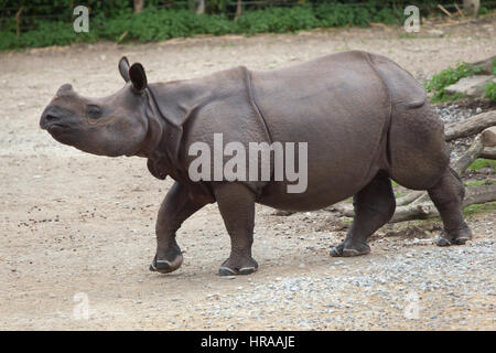 Le rhinocéros indien (Rhinoceros unicornis). Des animaux de la faune. Banque D'Images