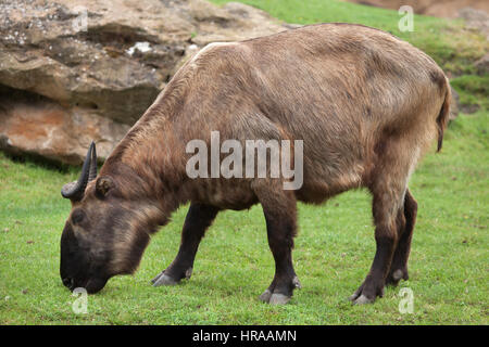 Takin Mishmi (Budorcas taxicolor taxicolor). Banque D'Images