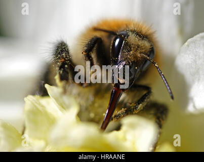 Bourdon en sirotant du nectar de fleur Banque D'Images