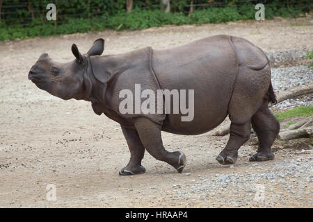 Le rhinocéros indien (Rhinoceros unicornis). Des animaux de la faune. Banque D'Images