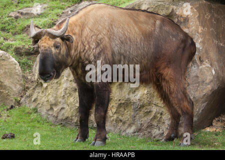 Takin Mishmi (Budorcas taxicolor taxicolor). Banque D'Images